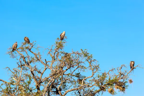 Nido Uccelli Uno Sfondo Cielo Blu — Foto Stock