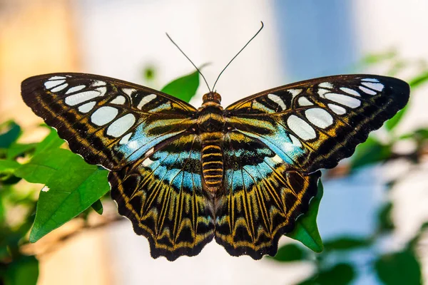 Borboleta Uma Flor — Fotografia de Stock