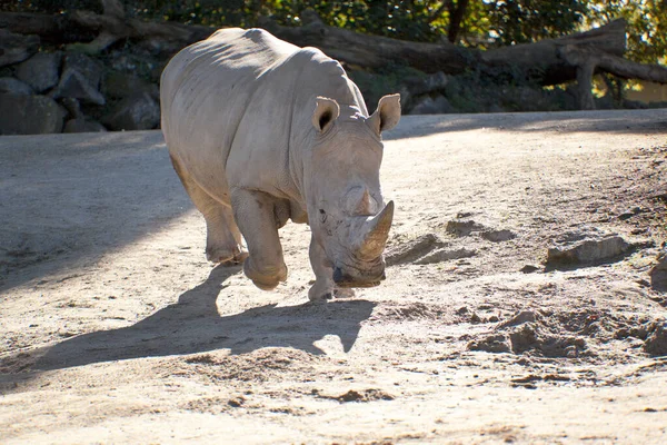Gros Plan Rhinocéros Blanc Dans Zoo — Photo