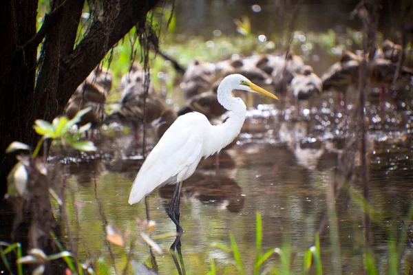 Witte Zilverreiger Het Water — Stockfoto