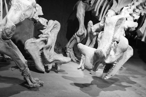 Drumheller Canada March 2016 Royal Tyrrell Museum Museum Famous Its — Photo