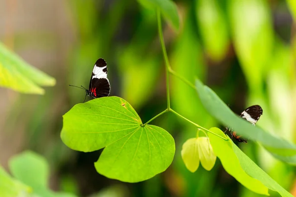 Hermosa Mariposa Una Rama — Foto de Stock