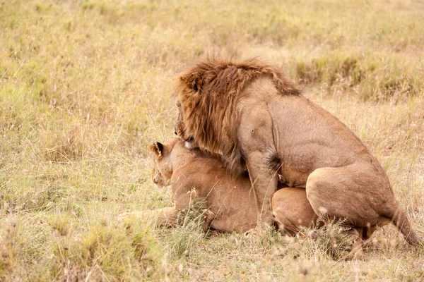 Leão Savana Kenya — Fotografia de Stock