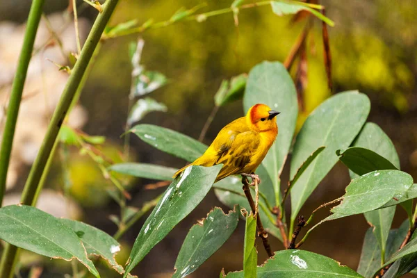 Желтая Птица Ветке — стоковое фото