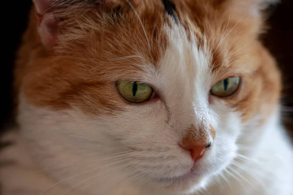 Retrato Gato Bonito — Fotografia de Stock