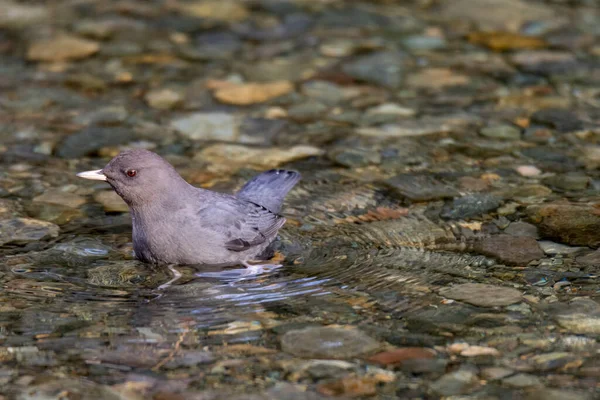 Een Close Shot Van Een Duif Zittend Een Grond — Stockfoto