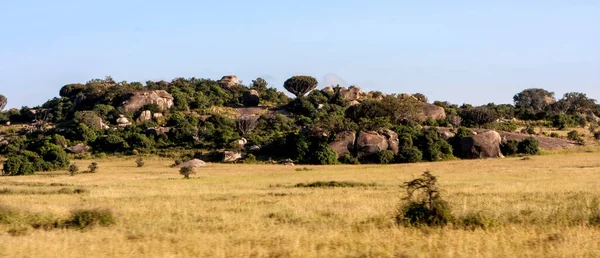 Африканский Куст Саванне Кении — стоковое фото