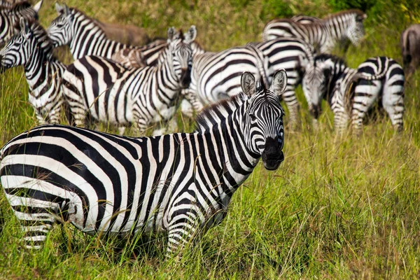 Zebra Field — Stock Photo, Image