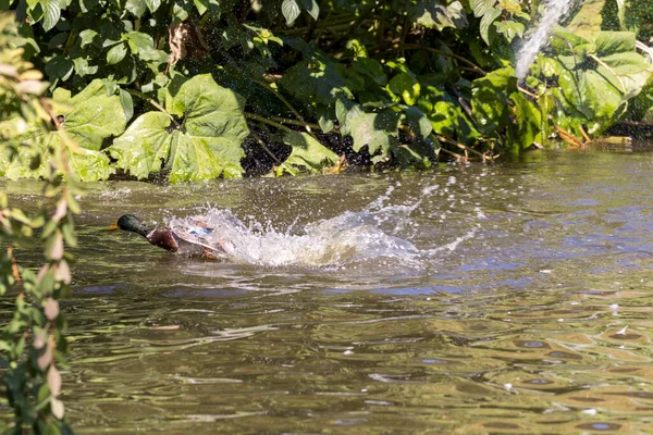 Een Riviertje Het Water — Stockfoto