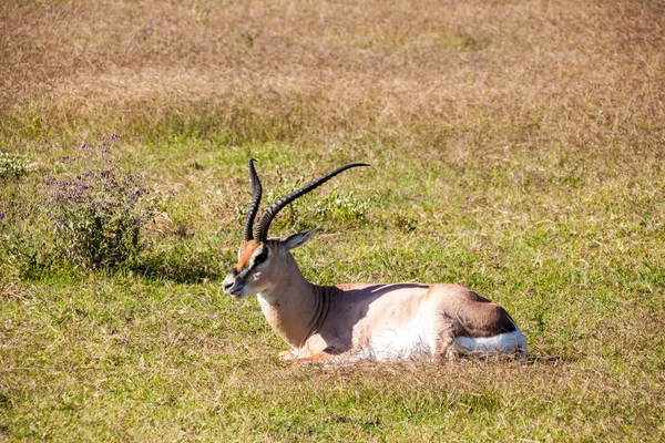 Whitetail Deer Buck Savannah Kenya — Stock Photo, Image