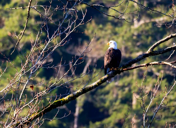 Bald Eagle Perched Tree Branch — Stock Photo, Image