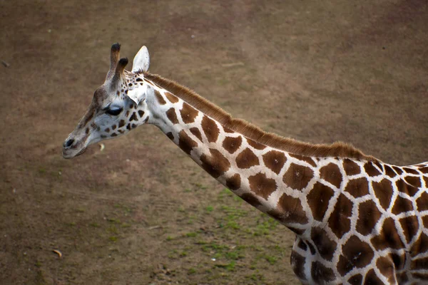 Giraffe Zoo — Stockfoto