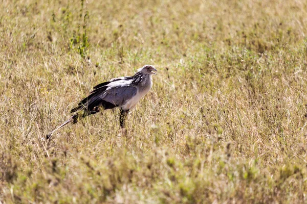 Ein Vogel Auf Einer Wiese — Stockfoto