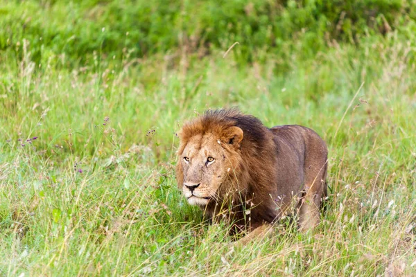 Beau Lion Dans Herbe — Photo