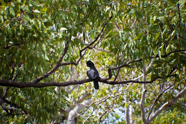 Vogel Auf Einem Baum Wald — Stockfoto