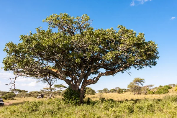 Una Hermosa Vista Árbol Verde Sabana África —  Fotos de Stock