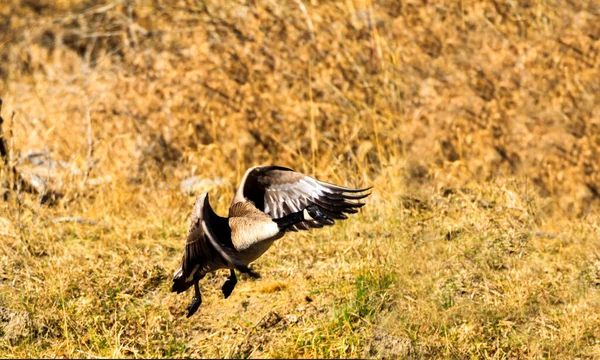 Vahşi Doğada Bir Kuş — Stok fotoğraf