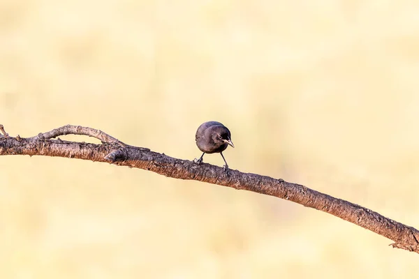 Closeup Shot Bird — Stock Photo, Image