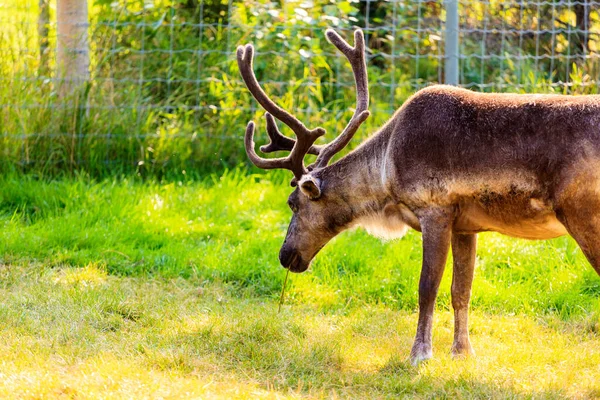 Closeup Shot Red Deer Stag — Stock Photo, Image