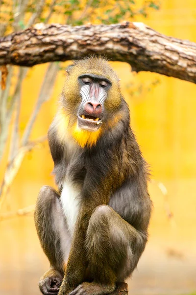 Close Macaco Bonito — Fotografia de Stock
