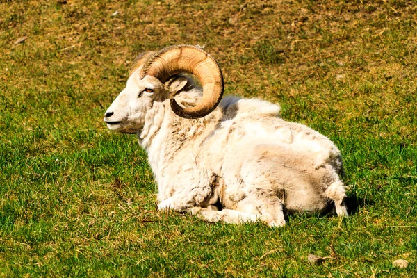 草地上的羊 — 图库照片