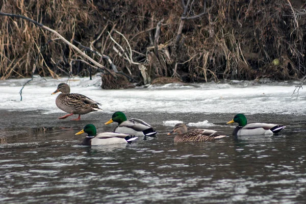 Patos Neve — Fotografia de Stock