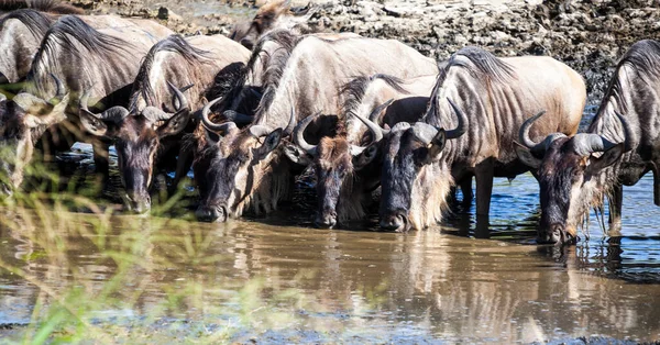 Herd Wild Horses River — Stock Photo, Image