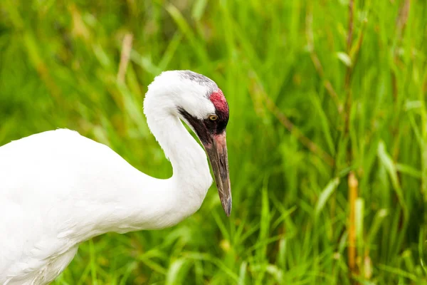 Cigogne Blanche Dans Parc — Photo