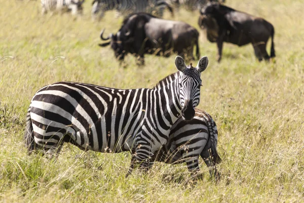 Çayırdaki Zebra — Stok fotoğraf