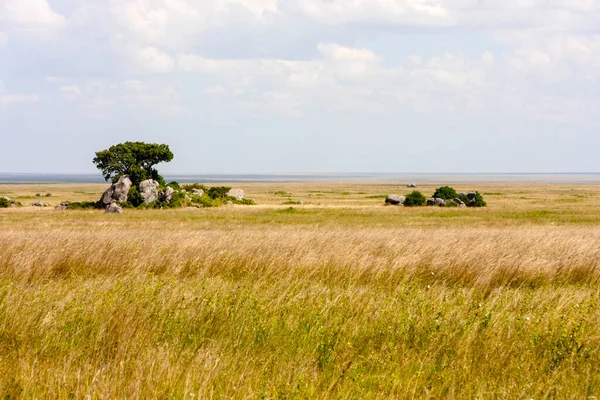 Beau Cliché Une Herbe Verte Dans Savane Kenya — Photo