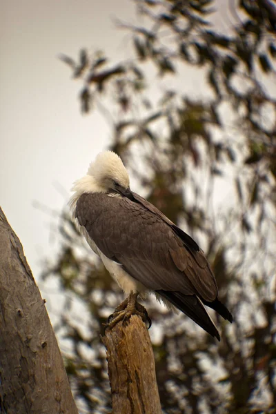 Oiseau Est Assis Sur Une Branche Arbre — Photo