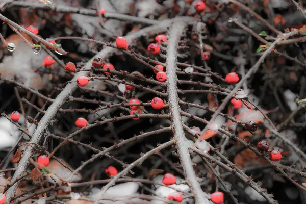 Närbild Röda Bär Ett Träd — Stockfoto