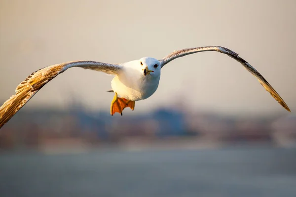 Gaviota Volando Cielo —  Fotos de Stock