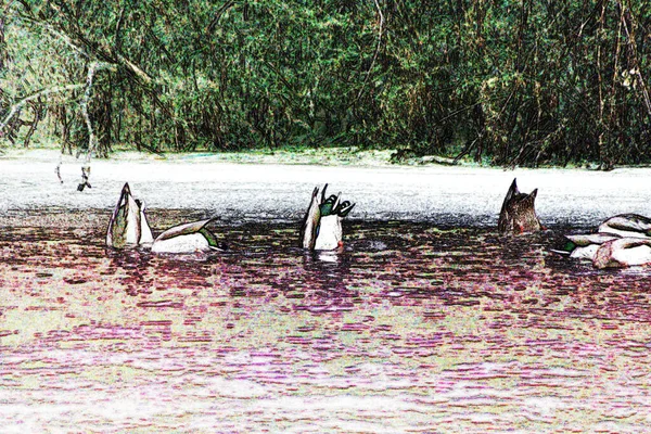 水の中のアヒルの群れは — ストック写真