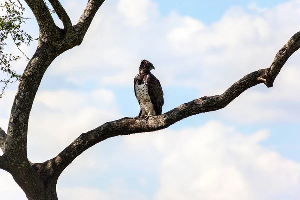 Uccello Seduto Ramo Albero — Foto Stock