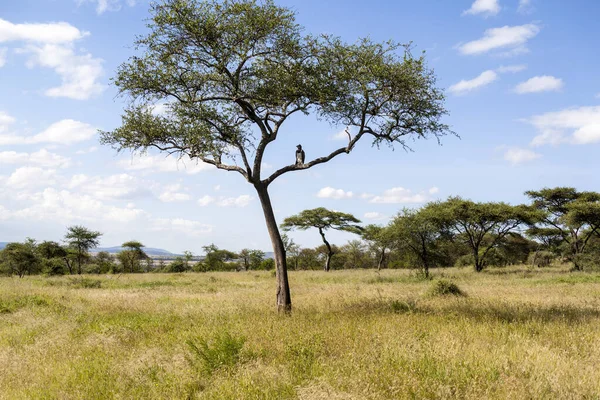 Afrikaanse Savanne Kenya Afrika — Stockfoto