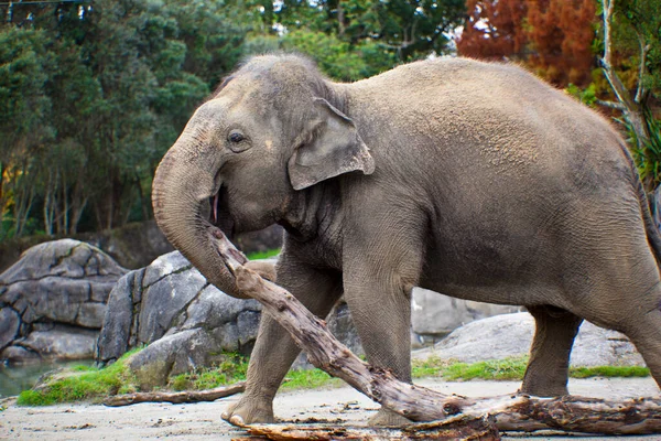 Elefante Zoológico — Fotografia de Stock