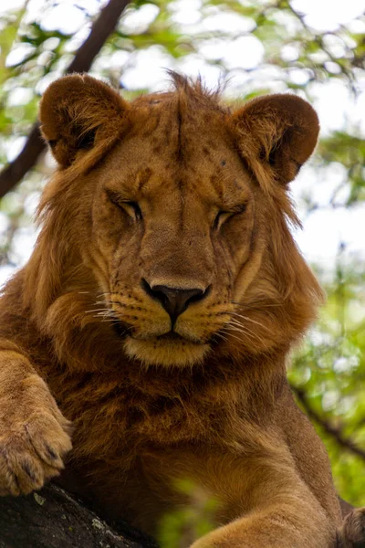 Close Young African Lion — Stock Photo, Image