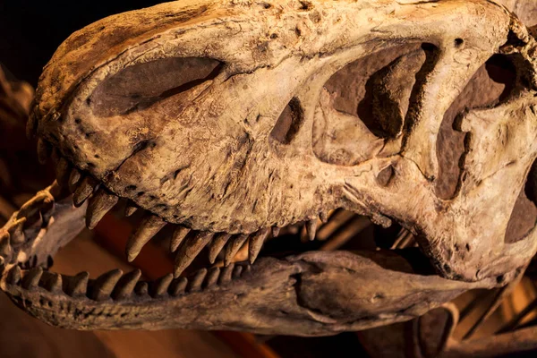 Drumheller Canada March 2016 Royal Tyrrell Museum 这个博物馆以其古生物学研究和130 000具化石而闻名 — 图库照片