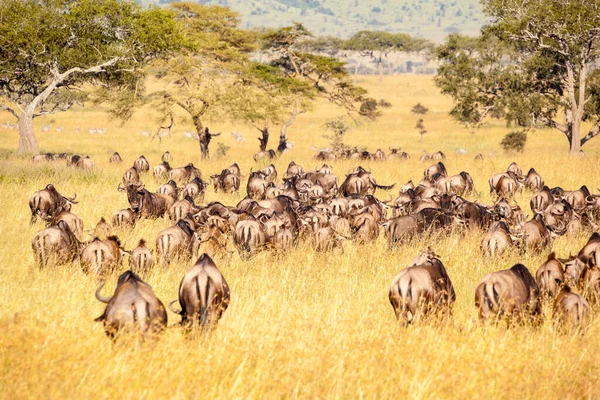 herd of wild animals in the savannah of kenya