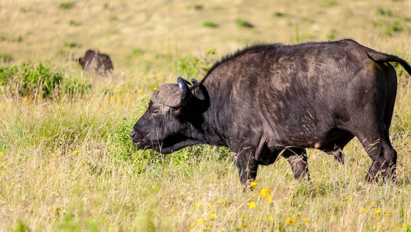 Bison Queue Noire Dans Savane Kenya — Photo