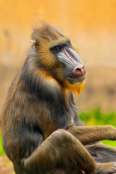 Nahaufnahme Eines Niedlichen Affenbabys — Stockfoto