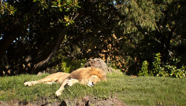 Leão Zoológico — Fotografia de Stock