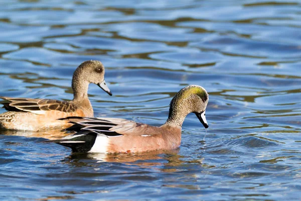 Pato Agua —  Fotos de Stock