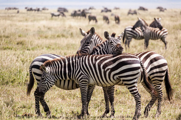 Zebras in the savannah of kenya