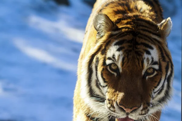 Τίγρης Στο Ζωολογικό Κήπο — Φωτογραφία Αρχείου