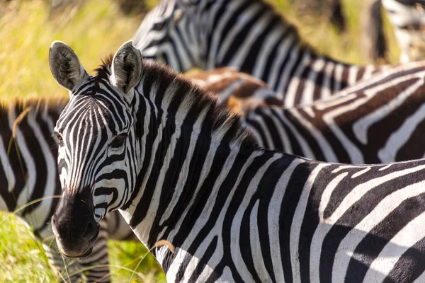 Zebra Sahada — Stok fotoğraf