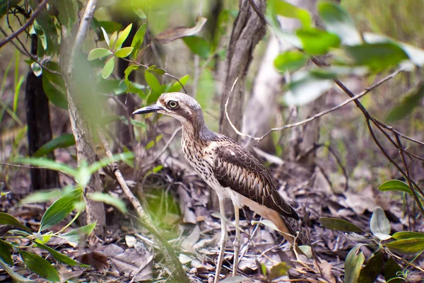 Pájaro Está Sentado Una Rama Bosque — Foto de Stock