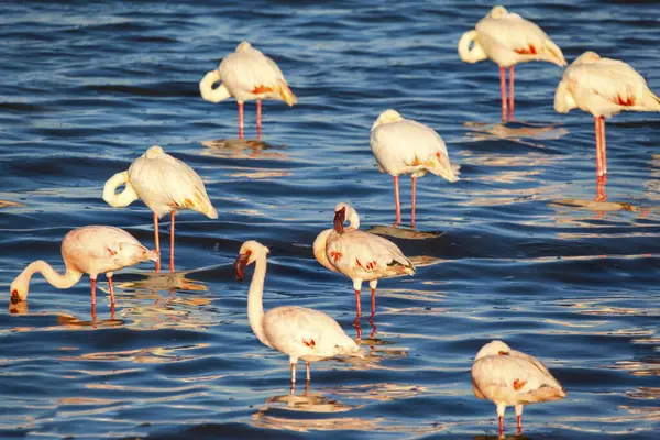 Stado Flamingów Powierzchni Wody — Zdjęcie stockowe