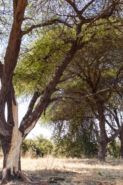 Olivträd Parken — Stockfoto